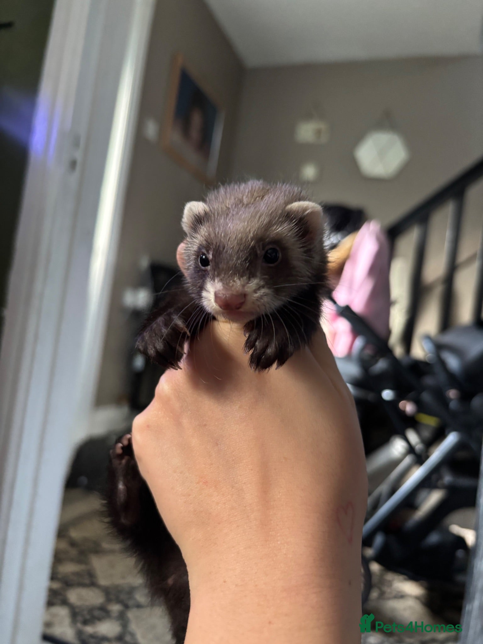Ferret rodents baby ferrets  - Advert 1