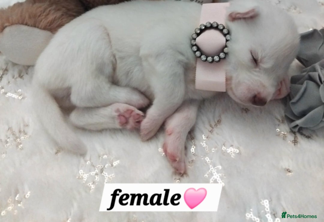 Siberian Husky dogs for sale: Siberian Husky puppies - Advert 8