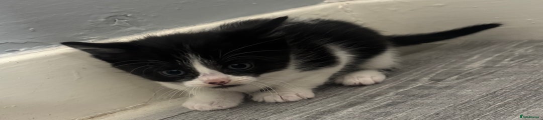 British Longhair Kitten 5