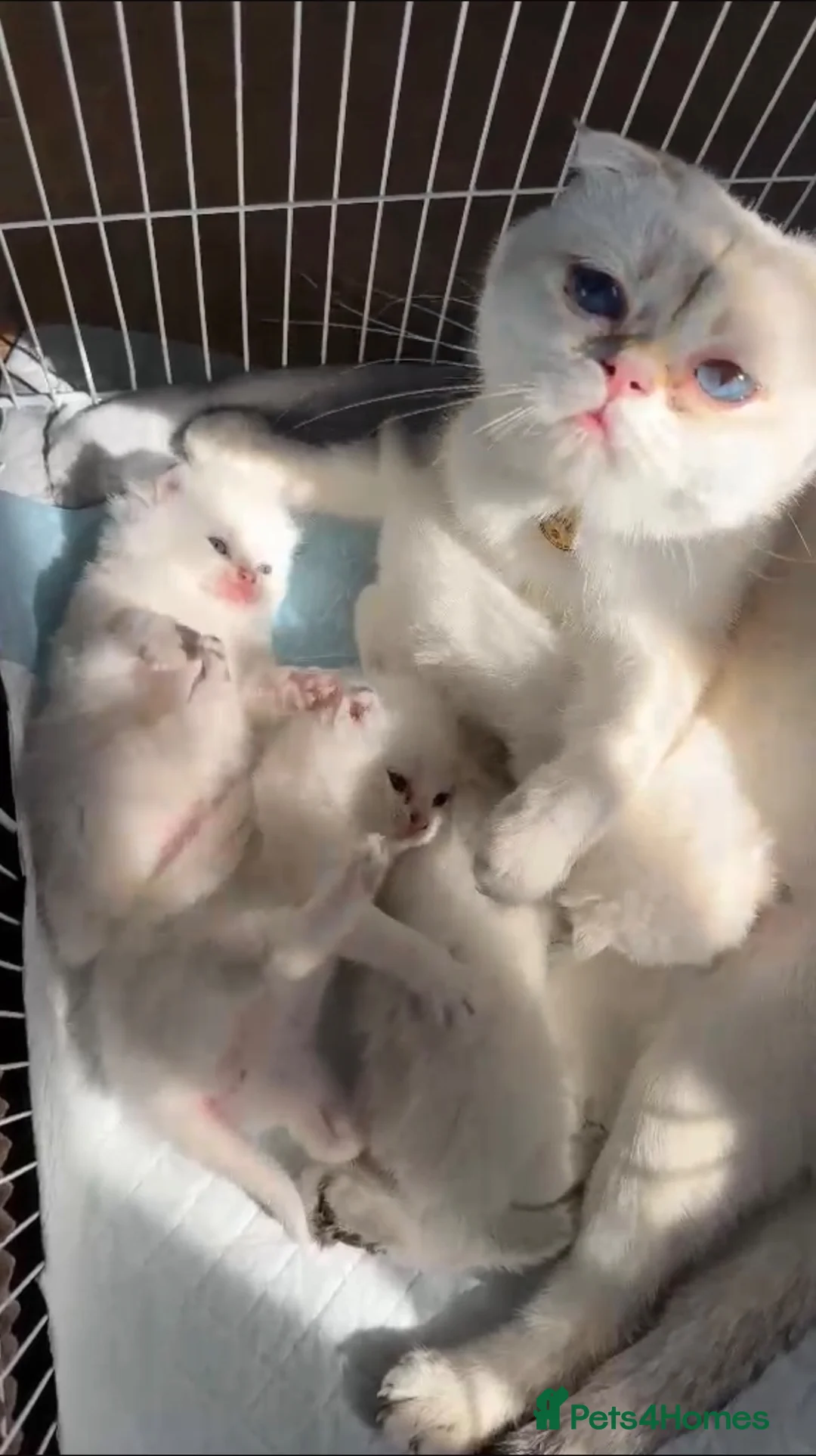 Scottish Fold cats for sale: Four Little Snowflakes with Unreal Blue Eyes  - Advert 2