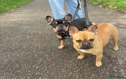 French Bulldog dogs for sale: Winston 4 Doris 3  - Image 4
