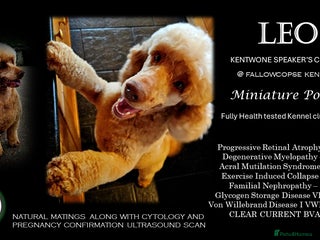 Miniature Poodle dogs in Petersfield - Advert 38