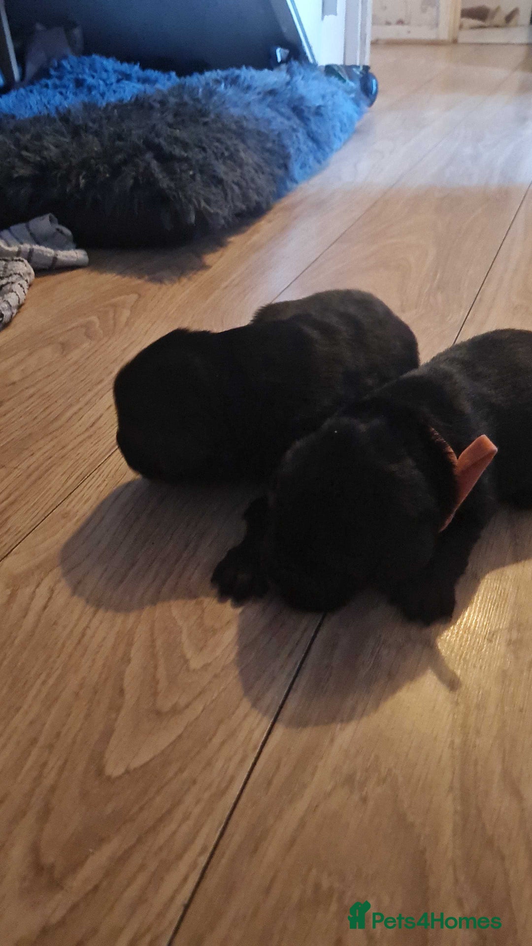 Labrador Retriever dogs for sale: Beautiful Golden and Black Labs - Advert 7