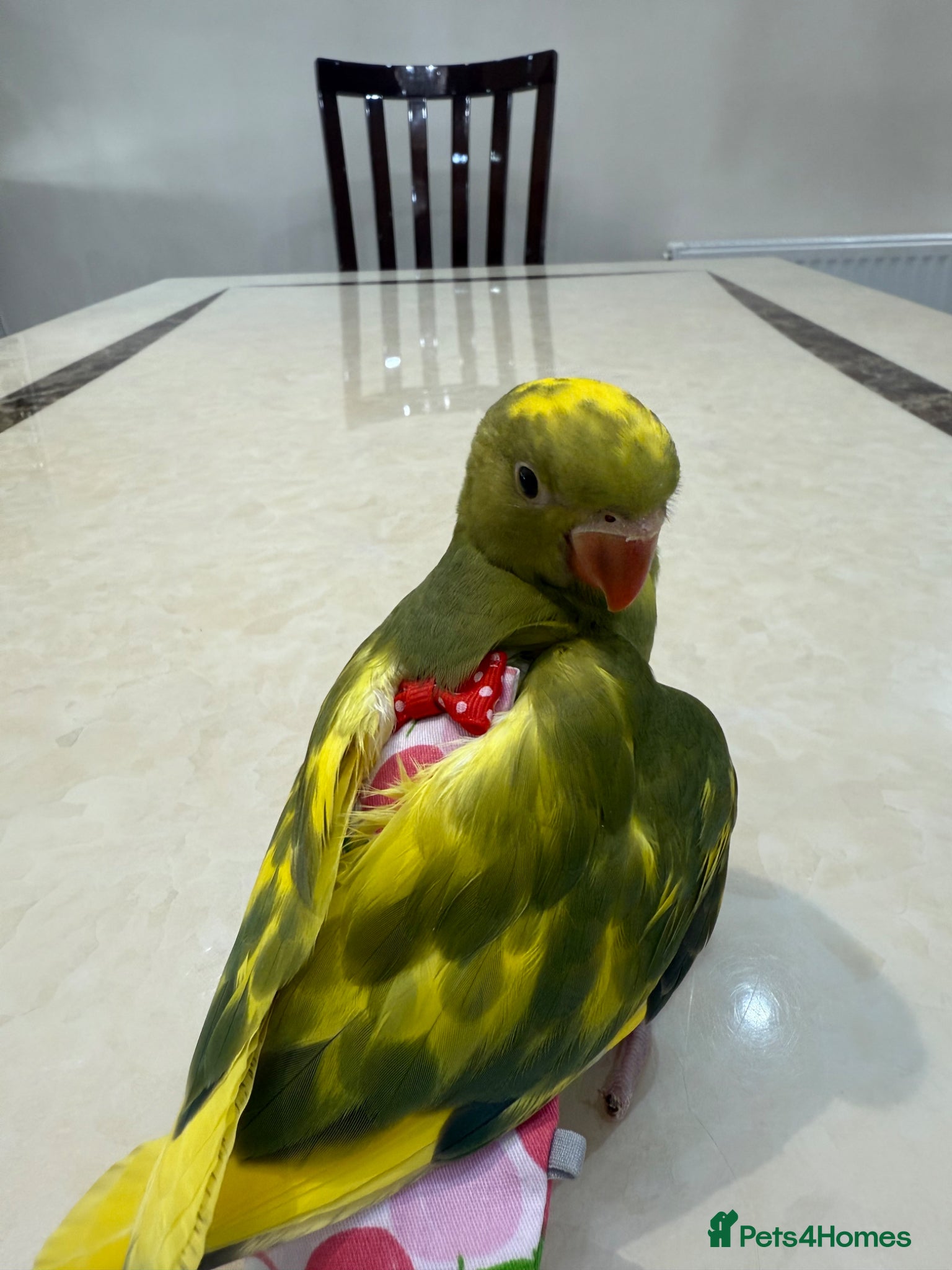 Parrots birds 1 month- hand tamed Indian ring neck-cuddles-rare  - Advert 19