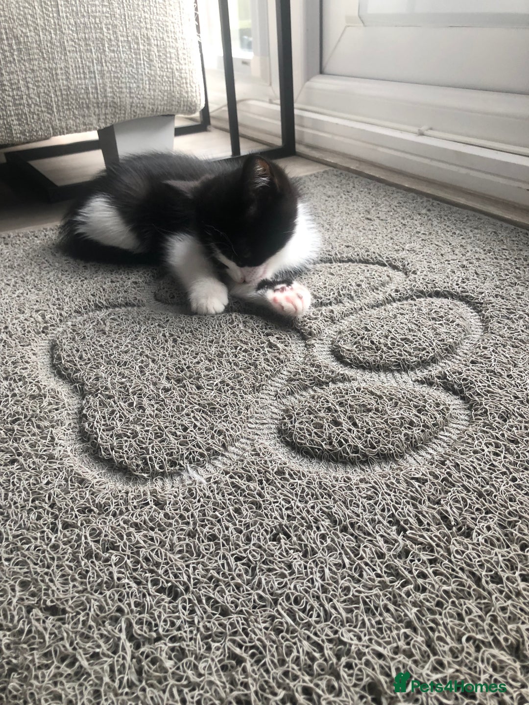 Ragdoll cats for sale: Ragdoll mix beautiful kittens  - Image 19