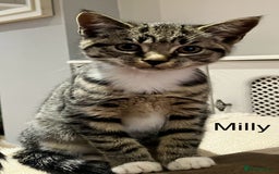 Mixed Breed cats for sale: Sweet natured kittens ready to go - Advert 11