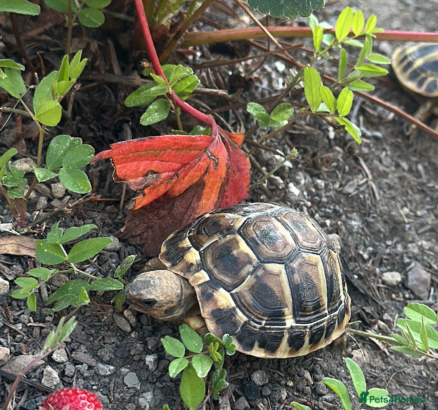 Tortoise reptiles Hermann Tortoise  - Advert 12