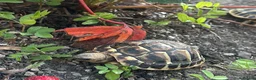 Tortoise reptiles for sale: Hermann Tortoise  - Advert 1