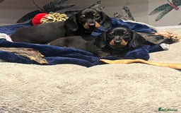 Miniature Dachshund dogs for sale: Fully vaccinated and ready TO GO,kc reg pra clear in Warrington - Image 6