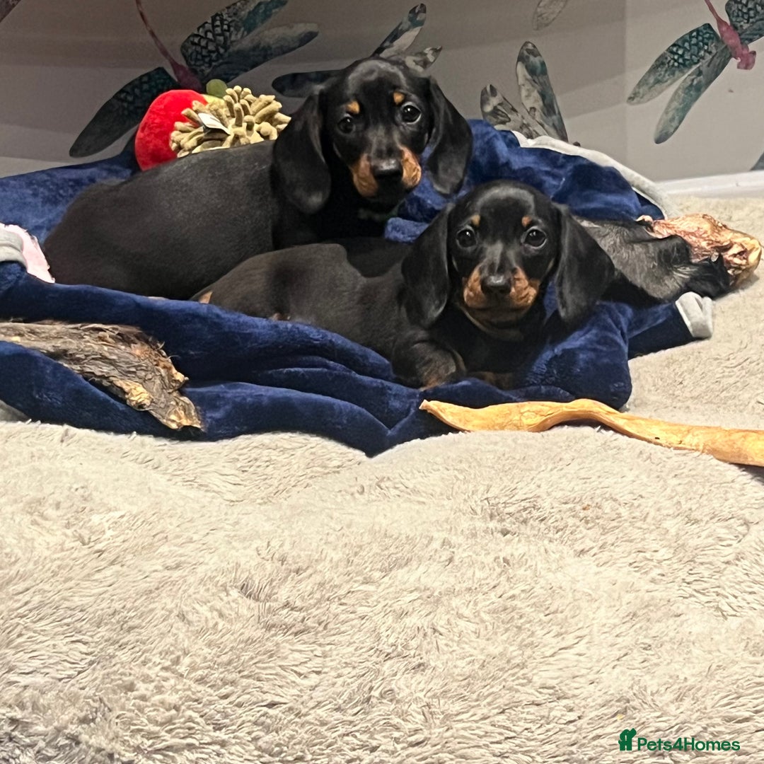 Miniature Dachshund dogs for sale: Fully vaccinated and ready TO GO,kc reg pra clear in Warrington - Image 6