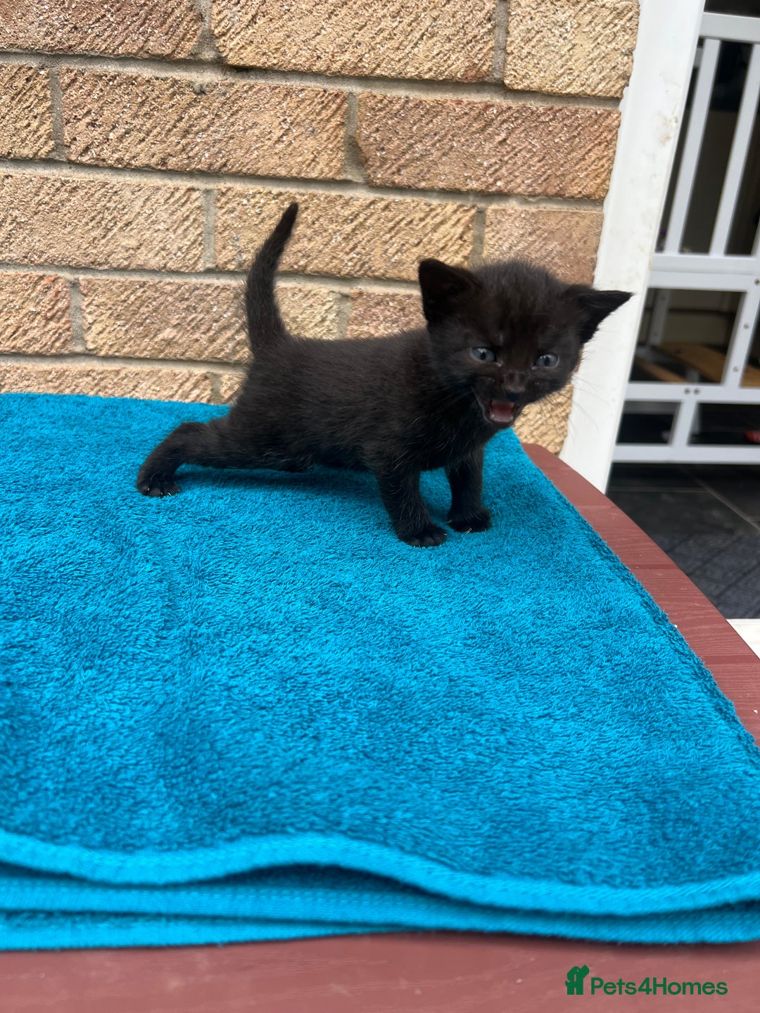 British Shorthair cats for sale: Multicoloured tabby kittens  - Image 10
