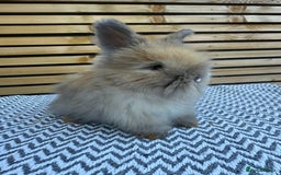 Angora rabbits for sale: Full Face English Angora’s  - Image 10