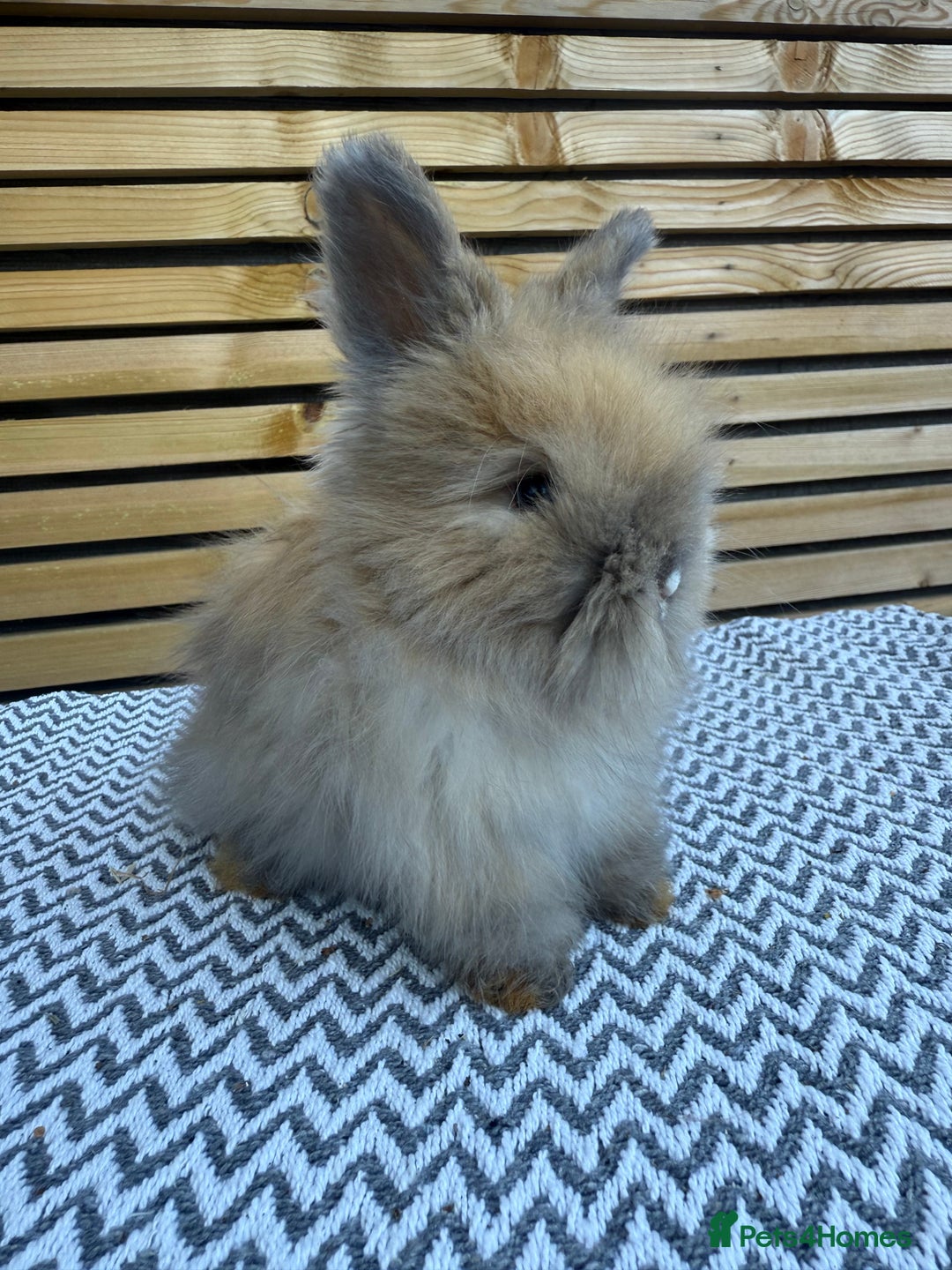 Angora rabbits for sale: Full Face English Angora’s  - Image 10
