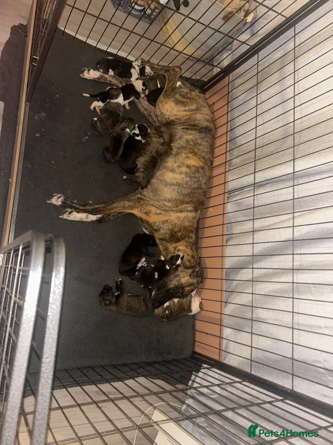 Lurcher dogs for sale: Collie bull greyhound  - Advert 1