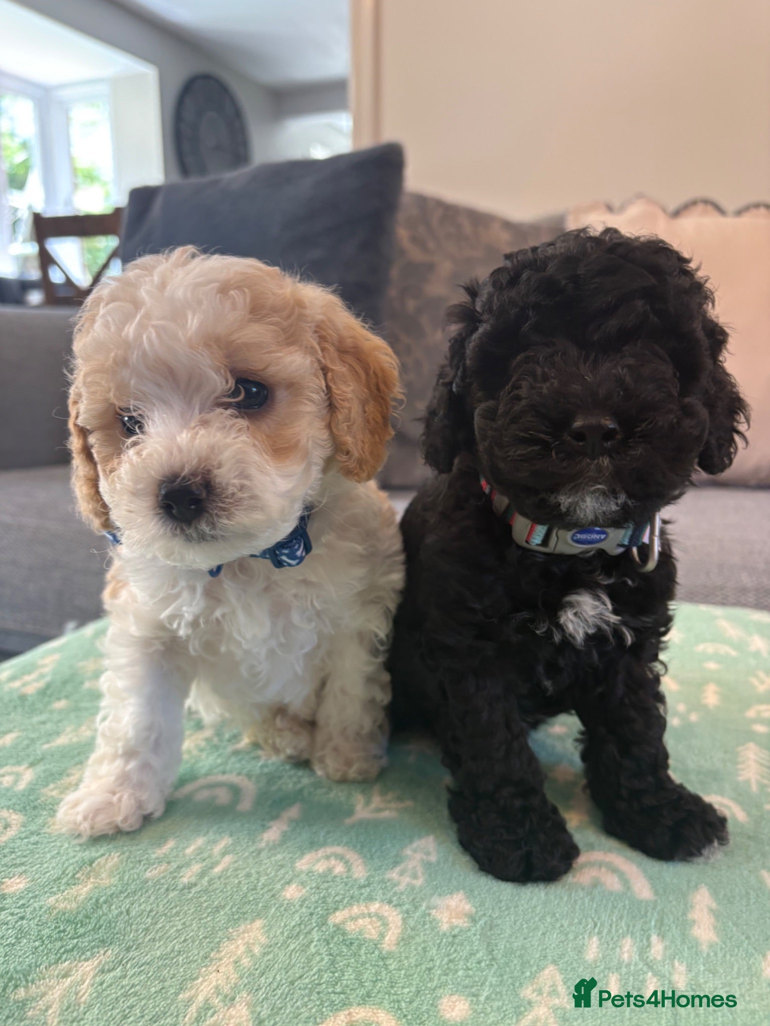 Cavapoo dogs F1B CAVAPOO PUPPIES - Advert 5