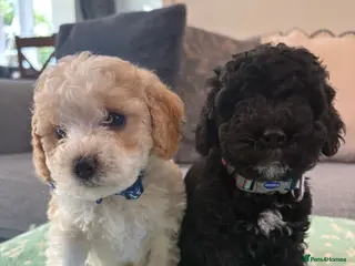 Cavapoo dogs F1B CAVAPOO PUPPIES - Advert 5