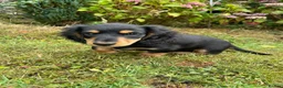 Miniature Dachshund dogs for sale: Miniature long haired dachshunds  - Advert 5
