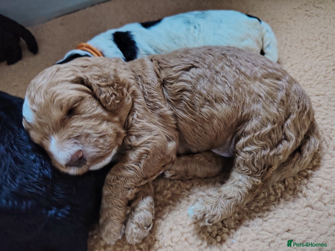 Cockapoo dogs for sale: F3 cockapoo  - Image 19