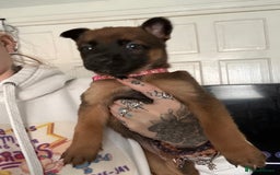 Belgian Shepherd Dog dogs for sale: Belgian malinois - Image 4