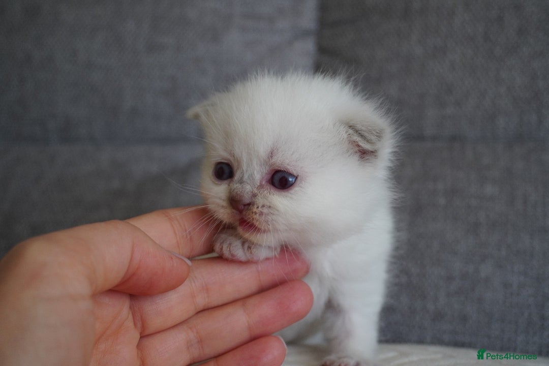 Scottish Fold cats for sale: Scottish Fold kittens  - Image 5