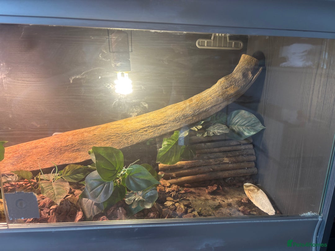 Tortoise reptiles for sale: Horsefield Tortoise  - Image 4