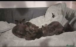 British Shorthair cats for sale: Blue Russian Mix  - Image 5