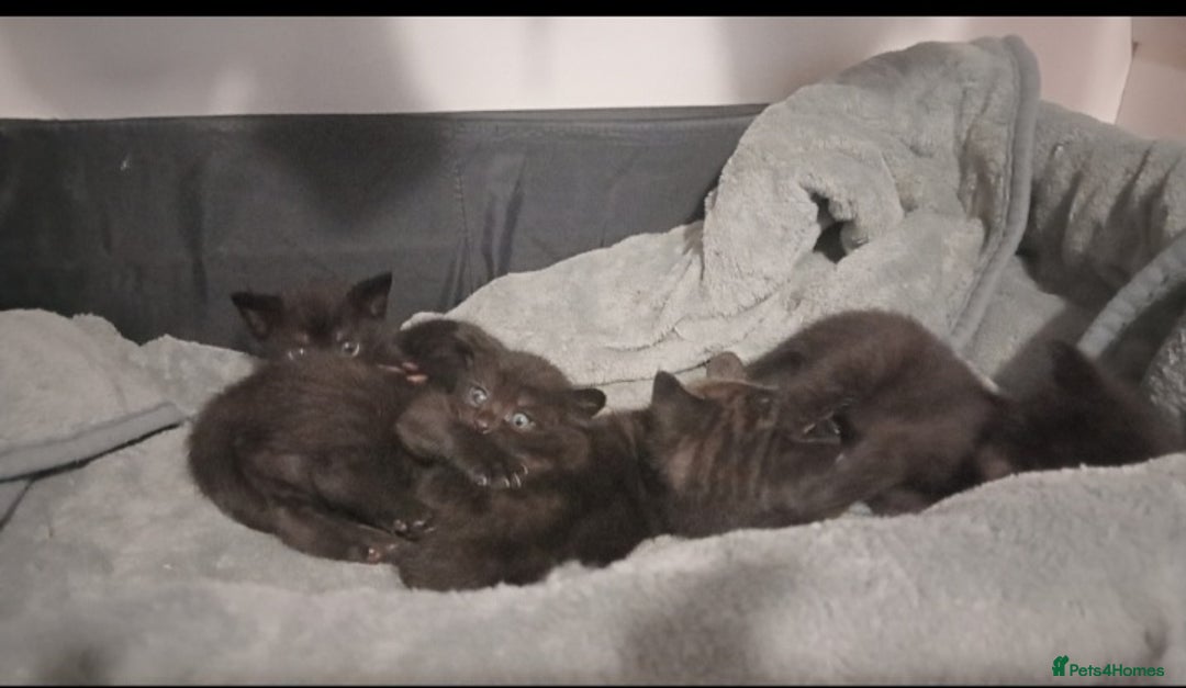 British Shorthair cats for sale: Blue Russian Mix  - Image 5