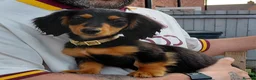 Miniature Dachshund dogs for sale: ✨️Available & Ready✨️3 Left✨️Longhaired Mini's✨️ - Advert 13