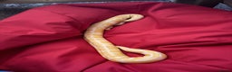 Python Snake reptiles for sale: Albino Het Pied male ball python + setup - Advert 2