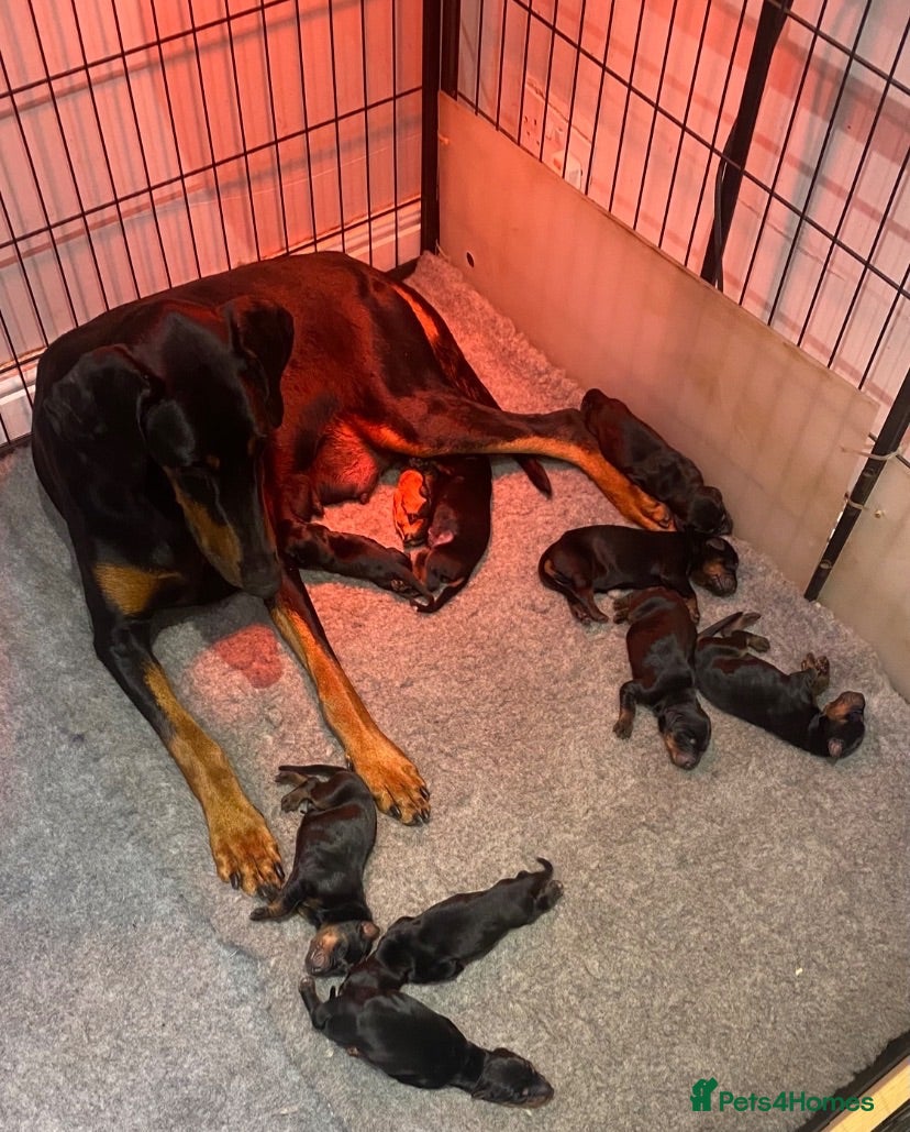 Dobermann dogs Champion and working lines KC Doberman litter - Advert 2