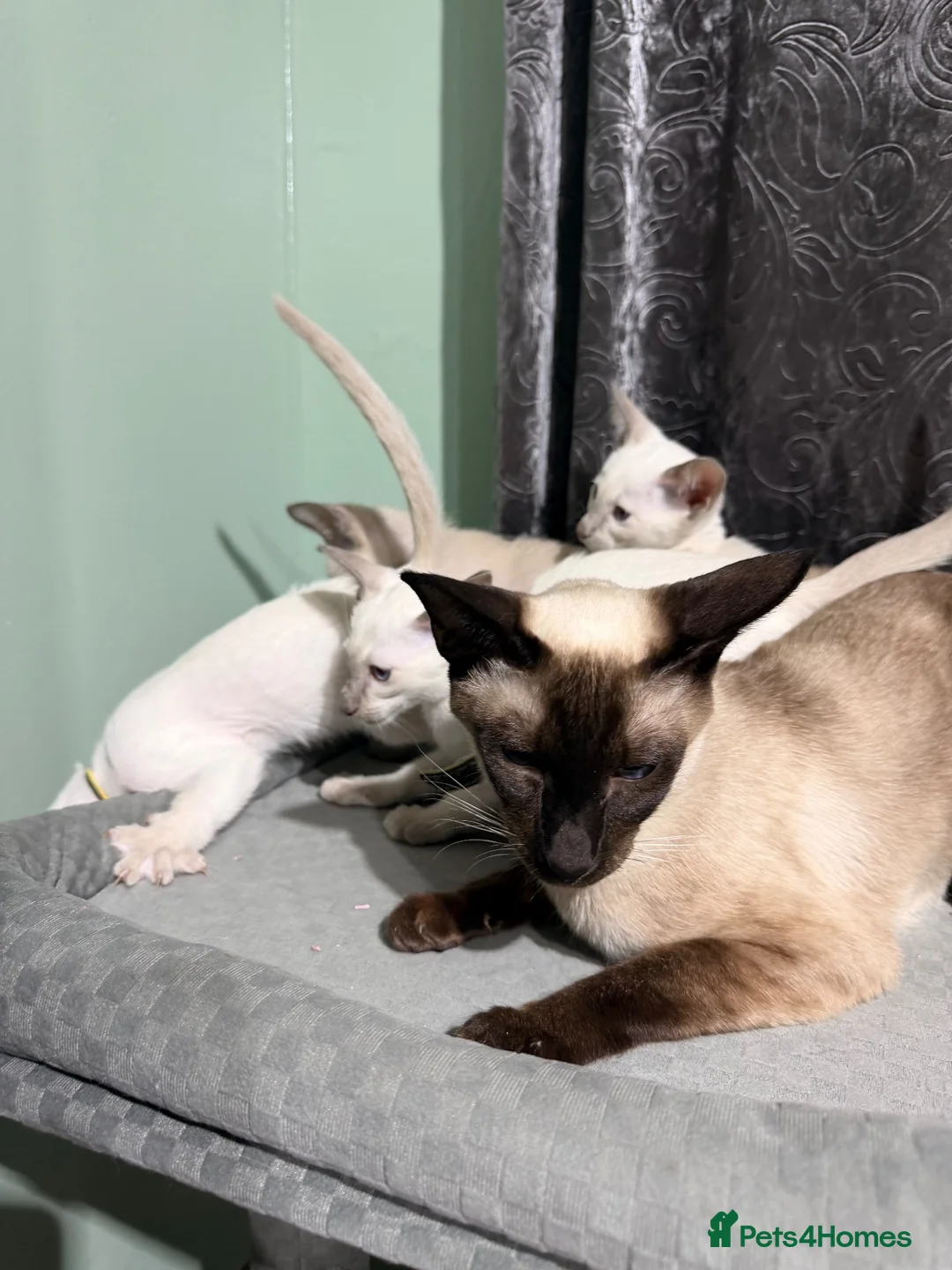 Siamese cats for sale: 5 adorable Siamese kittens available  - Advert 2