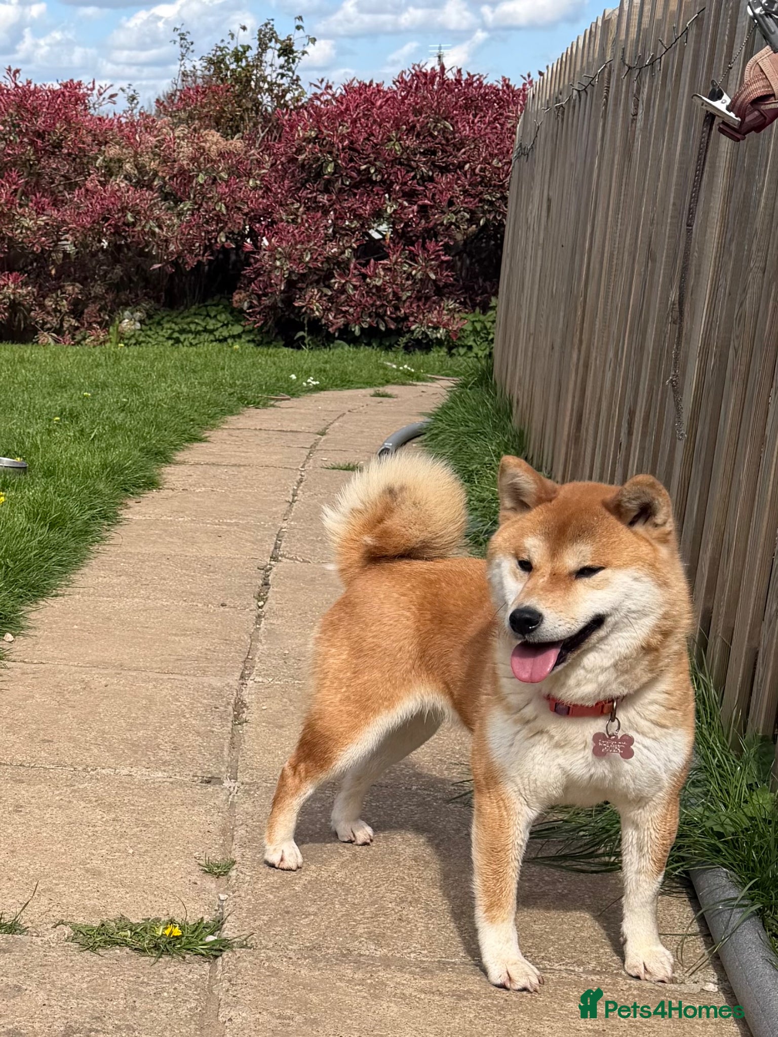 Japanese Shiba Inu dogs STUNNING JAPNESE SHIBA INU GIRL  - Advert 1