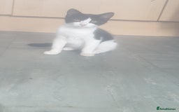 Domestic Shorthair cats for sale: Domestic kittens for sale - Image 11