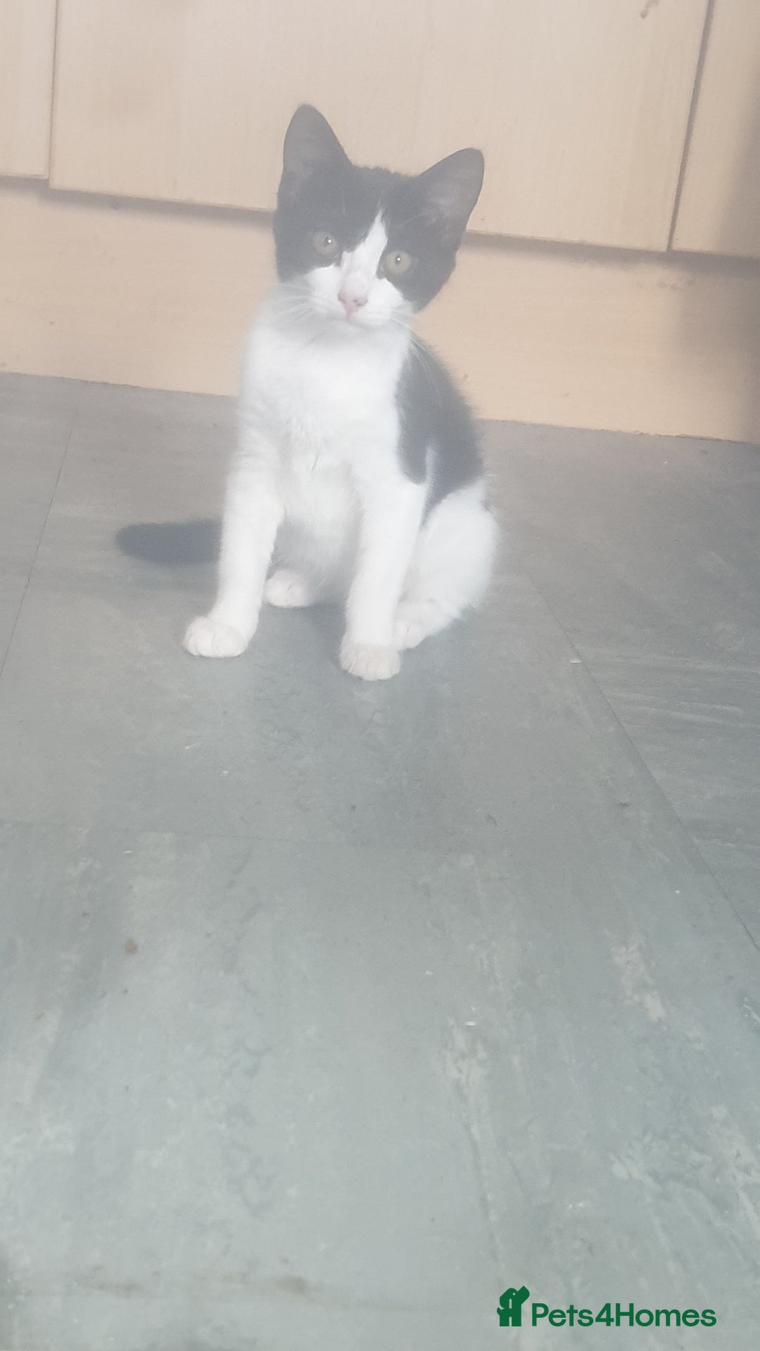 Domestic Shorthair cats for sale: Domestic kittens for sale - Image 11