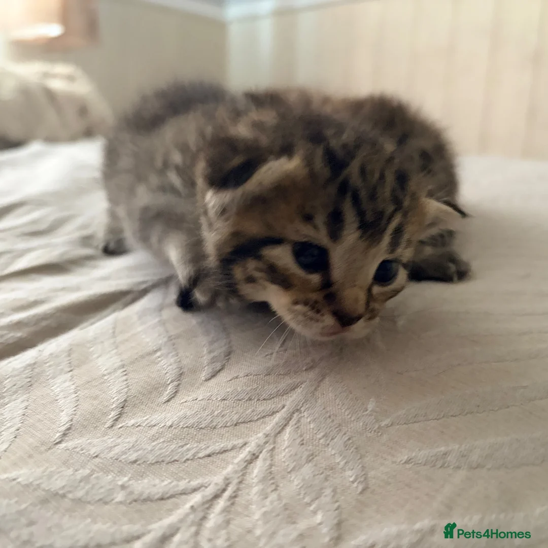 British Shorthair cats for sale: Two girls left looking for their forever homes  - Advert 1