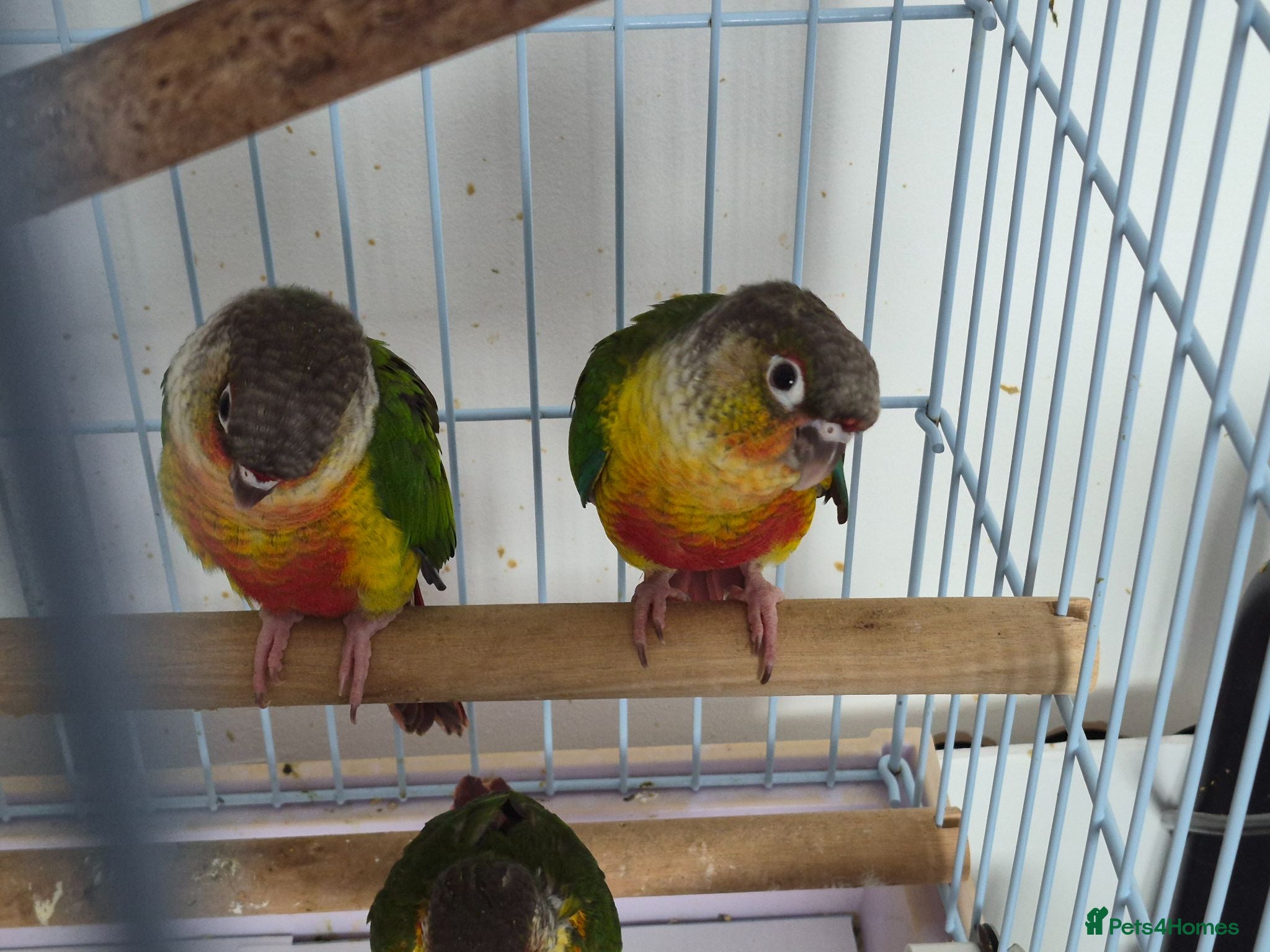 Conures birds Full aviry(20+)3 baby Green cheek conures  - Advert 2