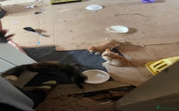 Domestic Shorthair cats for sale: Black male kitten available, 10-12 weeks old  - Image 4