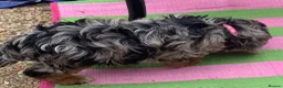 Cockapoo dogs for sale: Stunning cockapoos - Advert 39
