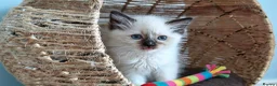 Ragdoll cats for sale: RAGDOLLS GIRL SEAL POINT BLUE EYES  - Advert 6