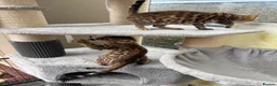 Bengal cats for sale: Bengal 🩷 Female Kitten 🐾 TICA Health Tested - Advert 4