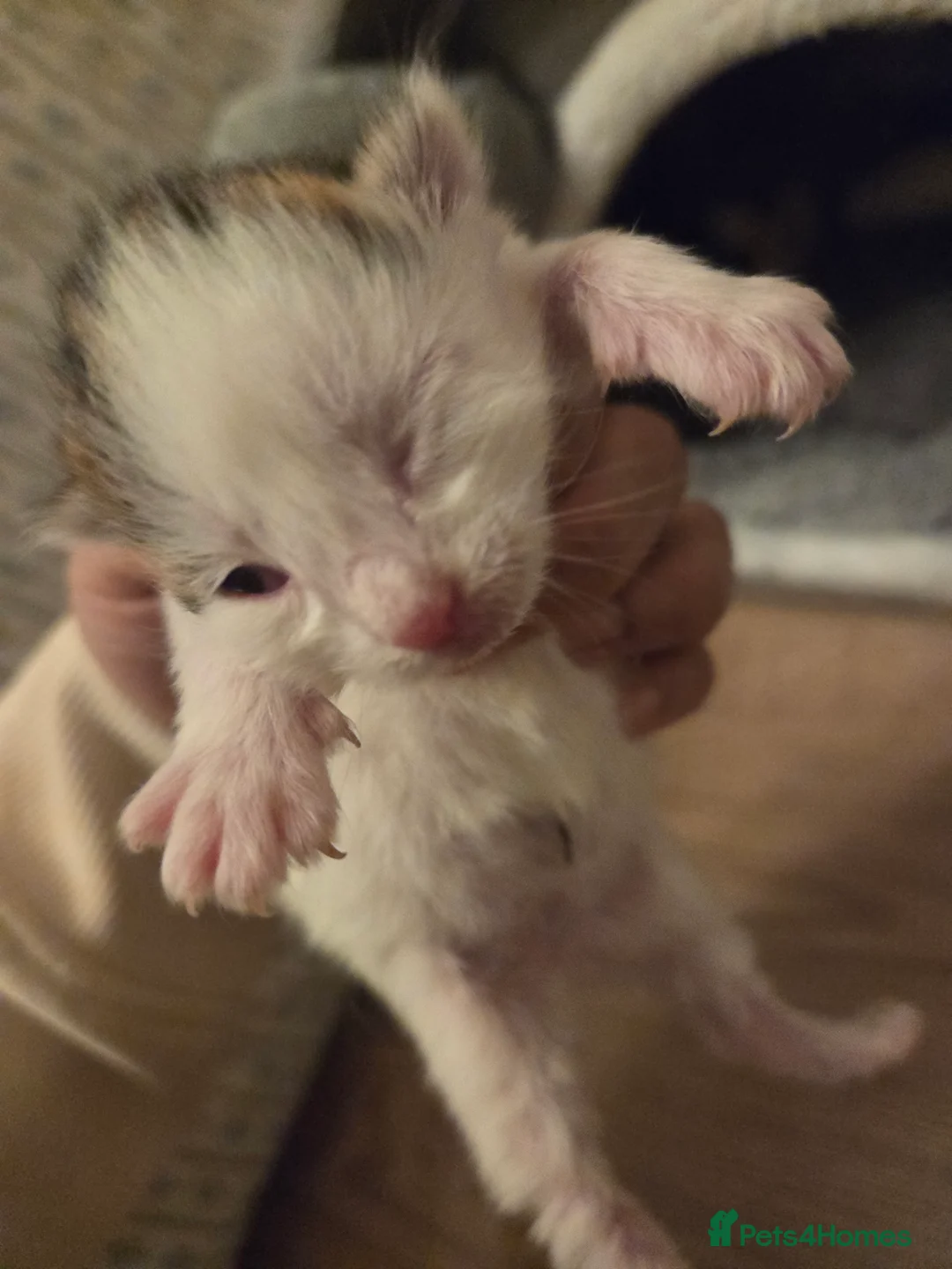 Mixed Breed cats for sale: Mixed breed kittens  - Advert 4