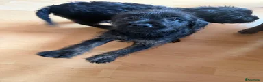 Mixed Breed 3