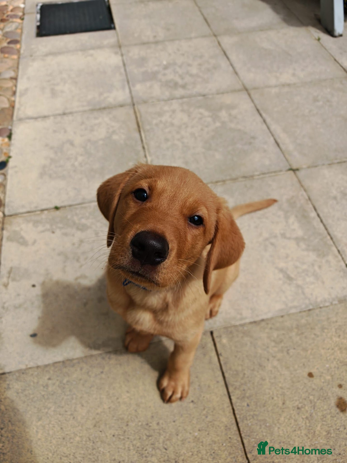 Labrador Retriever dogs Labrador retriever  - Advert 1