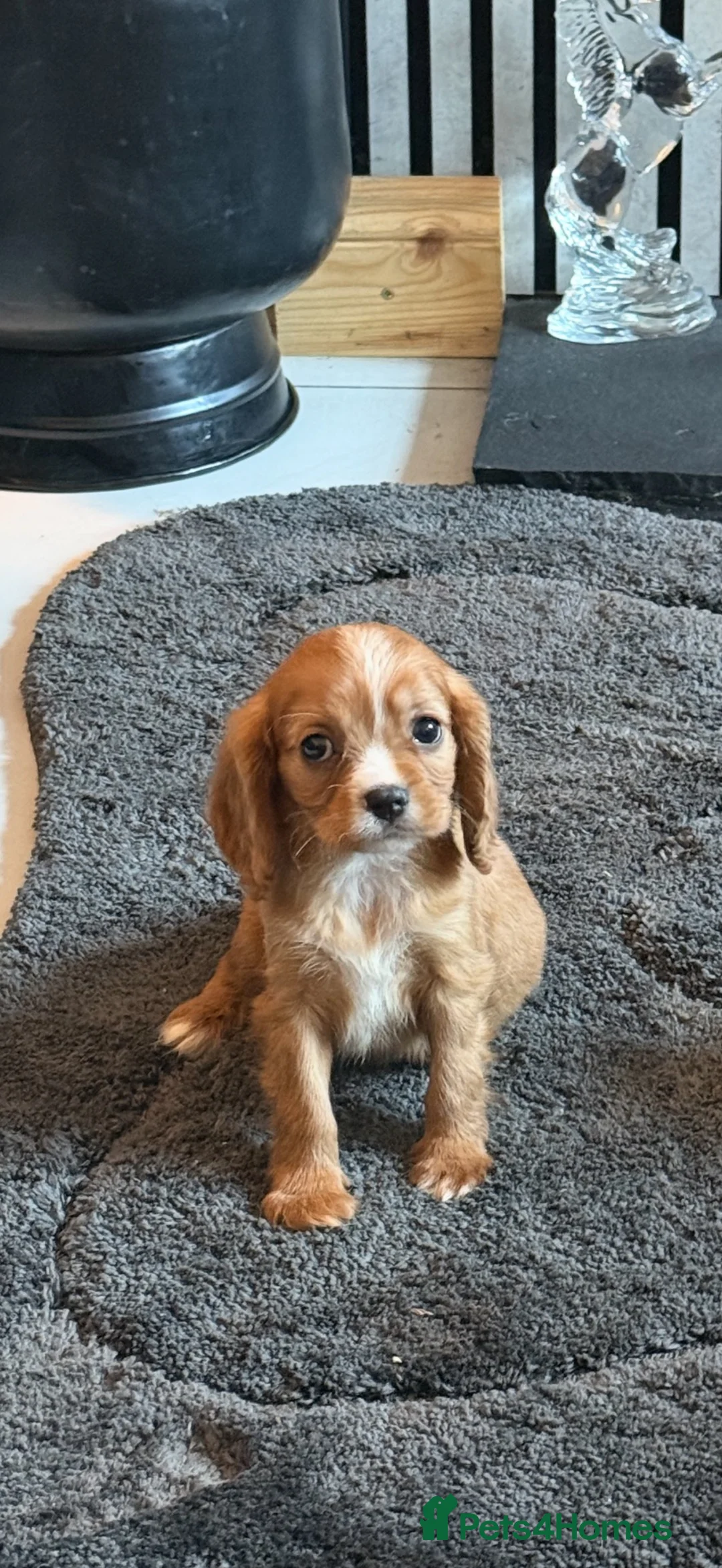 Cavalier King Charles Spaniel dogs for sale: KC registered DNA clear Cavalier pups, ready now - Advert 2