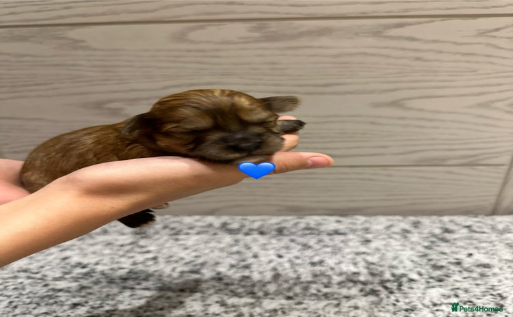 Shihpoo dogs - Advert 1