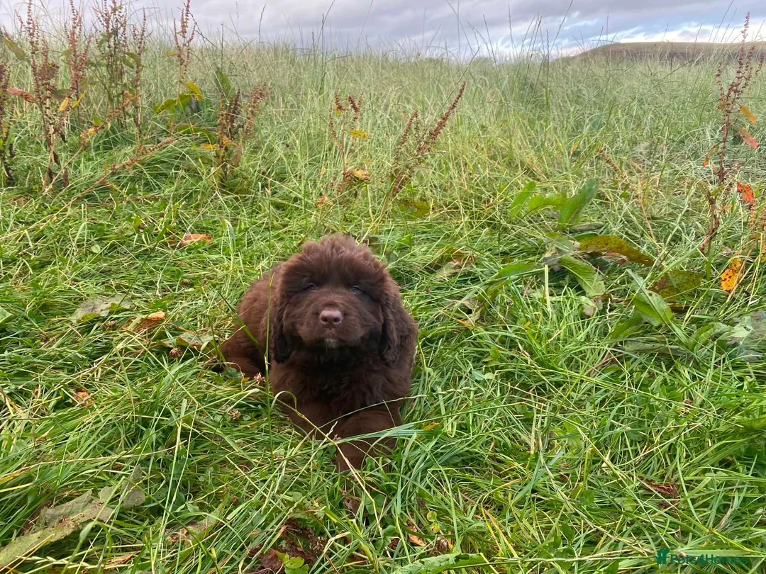 Newfoundland dogs for sale: Georgeous Newfoundland Puppies  - Advert 2