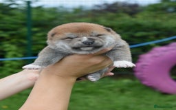 Japanese Shiba Inu dogs for sale: Beautiful Japanese Shiba Inu Puppies - Image 21