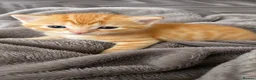 Mixed Breed cats for sale: 2 beautiful ginger boys  - Advert 5