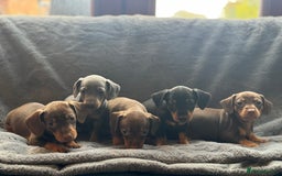 Mixed Breed dogs for sale: Outstanding family pets  - Image 6