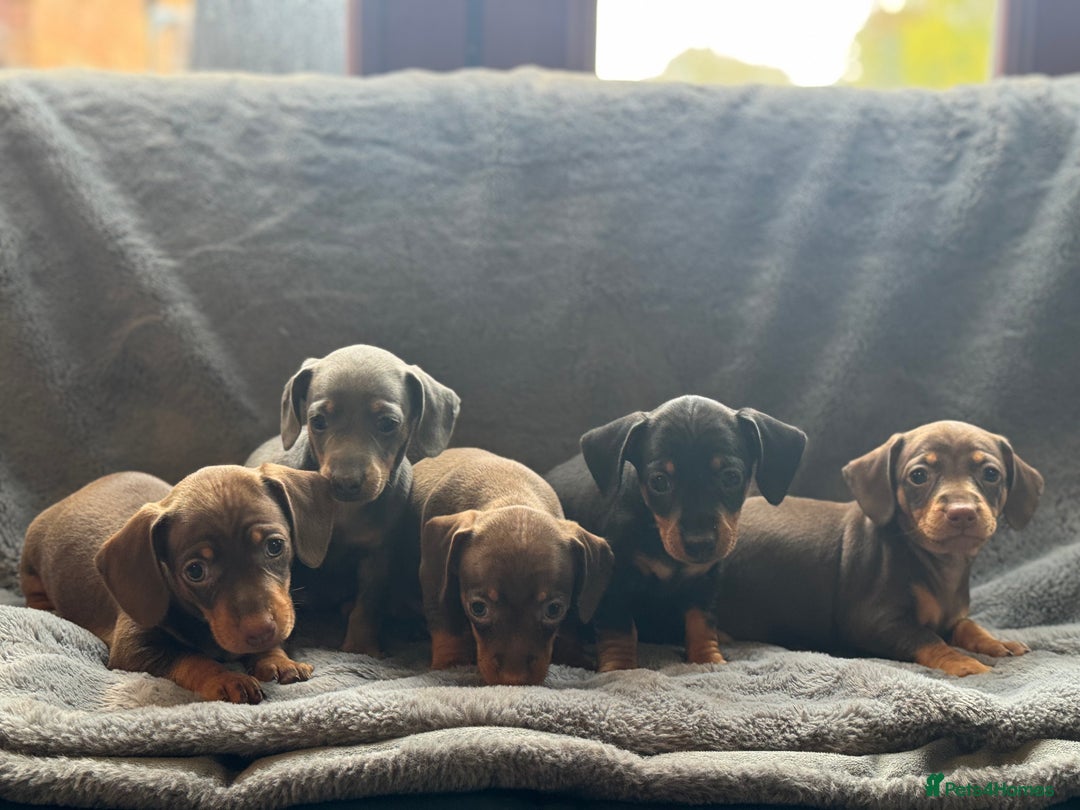 Mixed Breed dogs for sale: Outstanding family pets  - Image 6